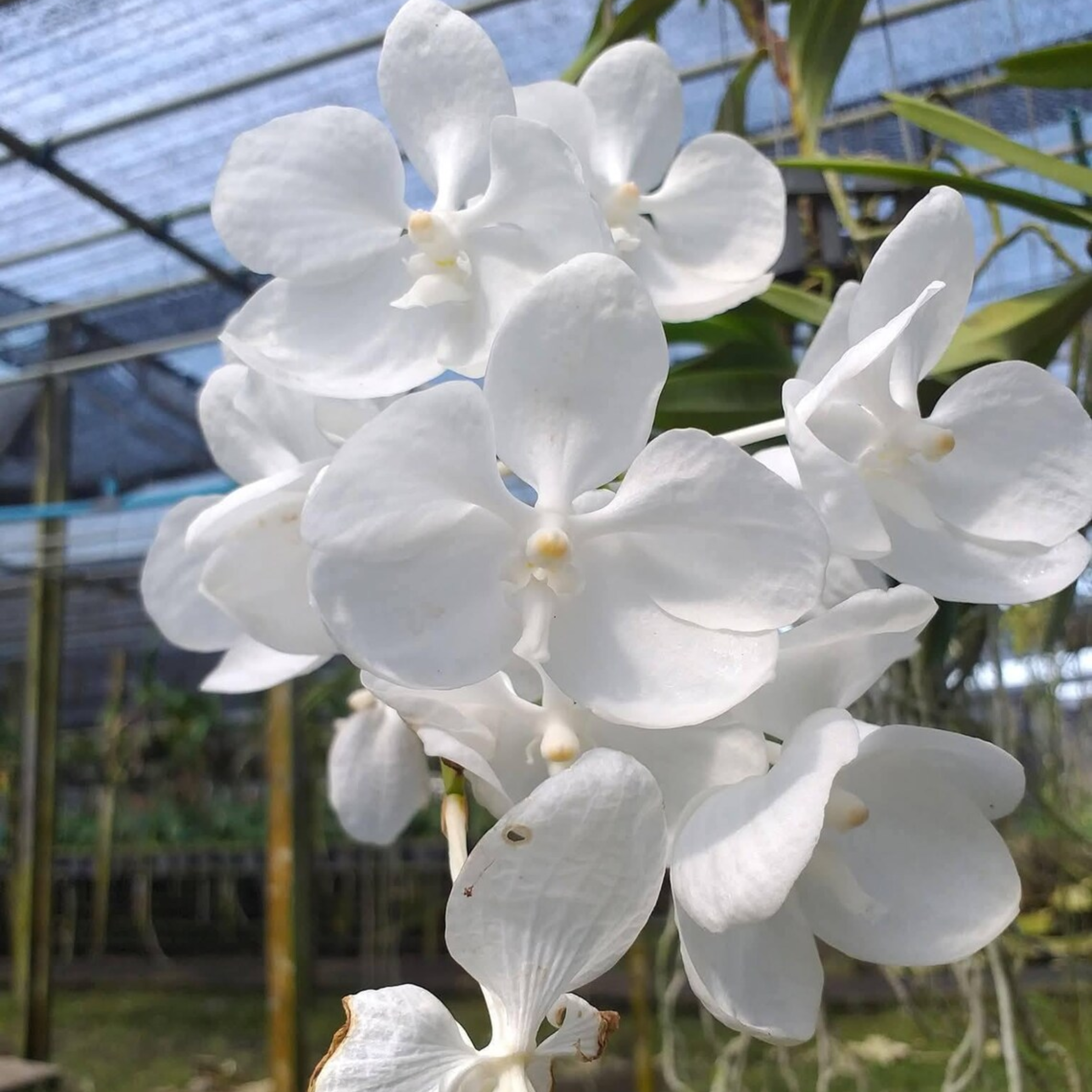 Vanda Coerulea AlbaWhite , Limited Species