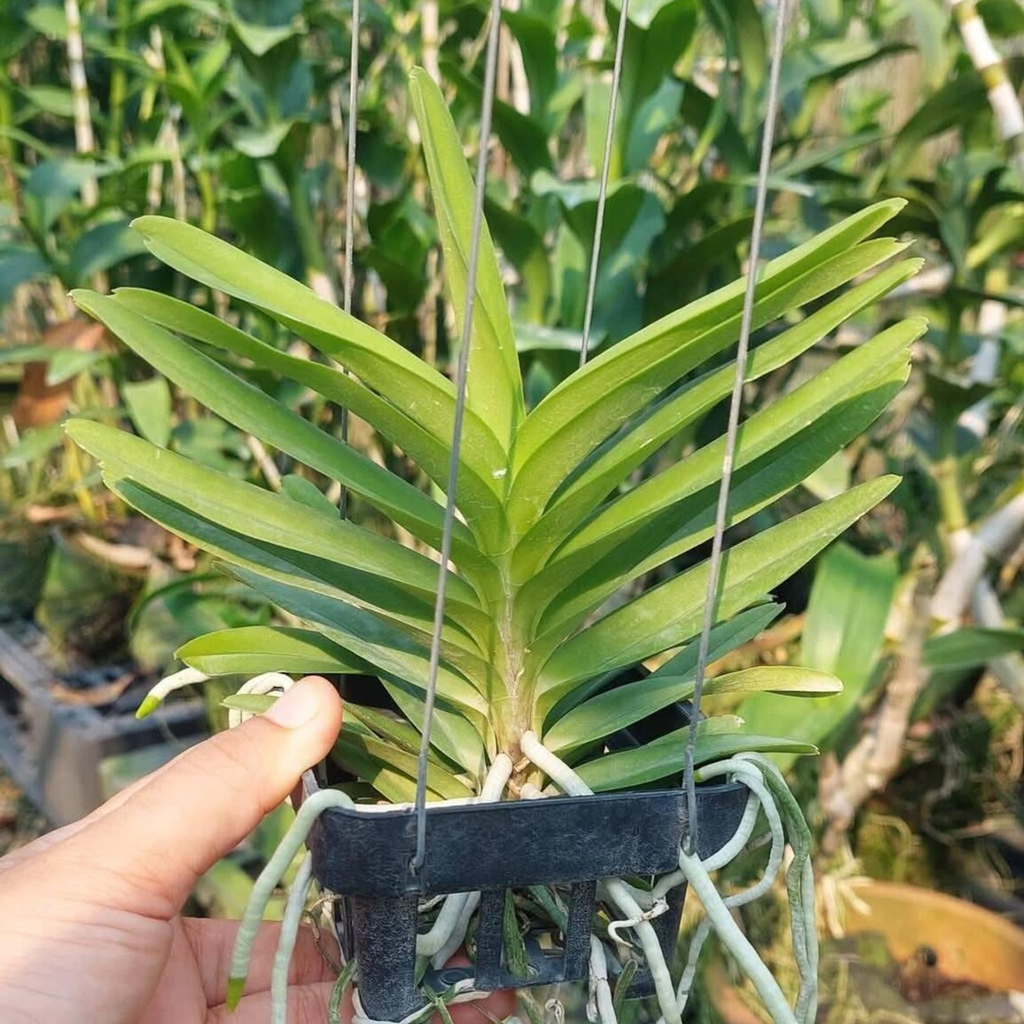 Vanda Coerulea AlbaWhite , Limited Species