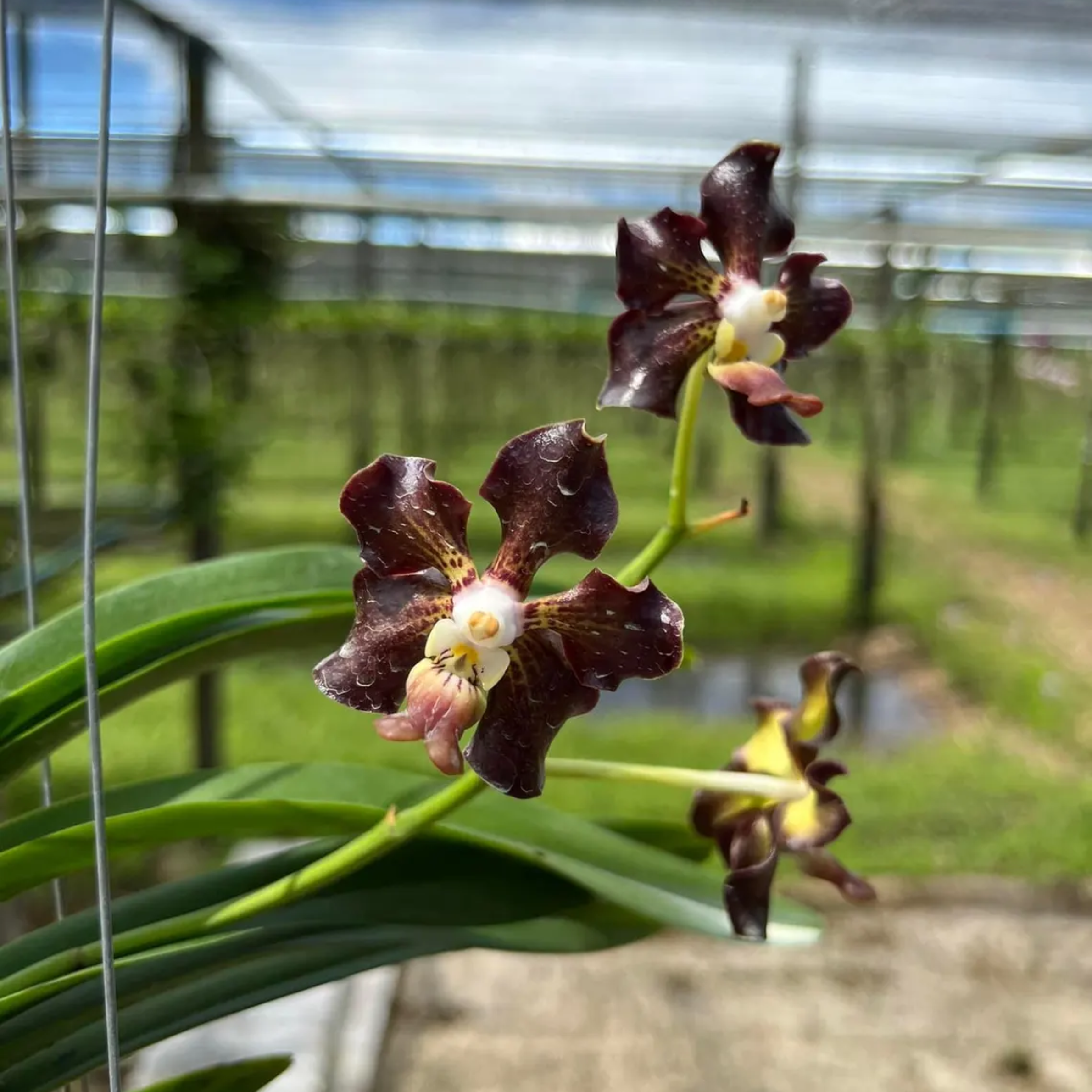 Vanda Orchid "Seedling", Surprise
