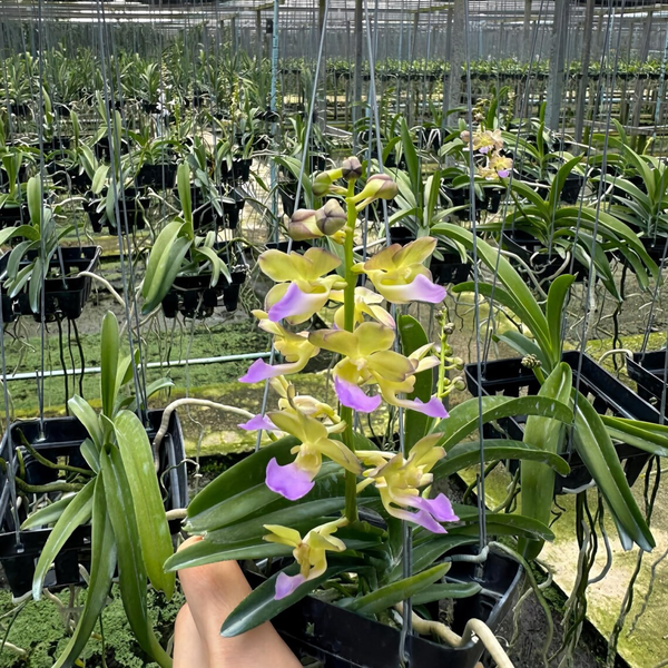 Lavender Green Orchid Hybrid, Unique Color Blend, Fragrant Tropical Plant