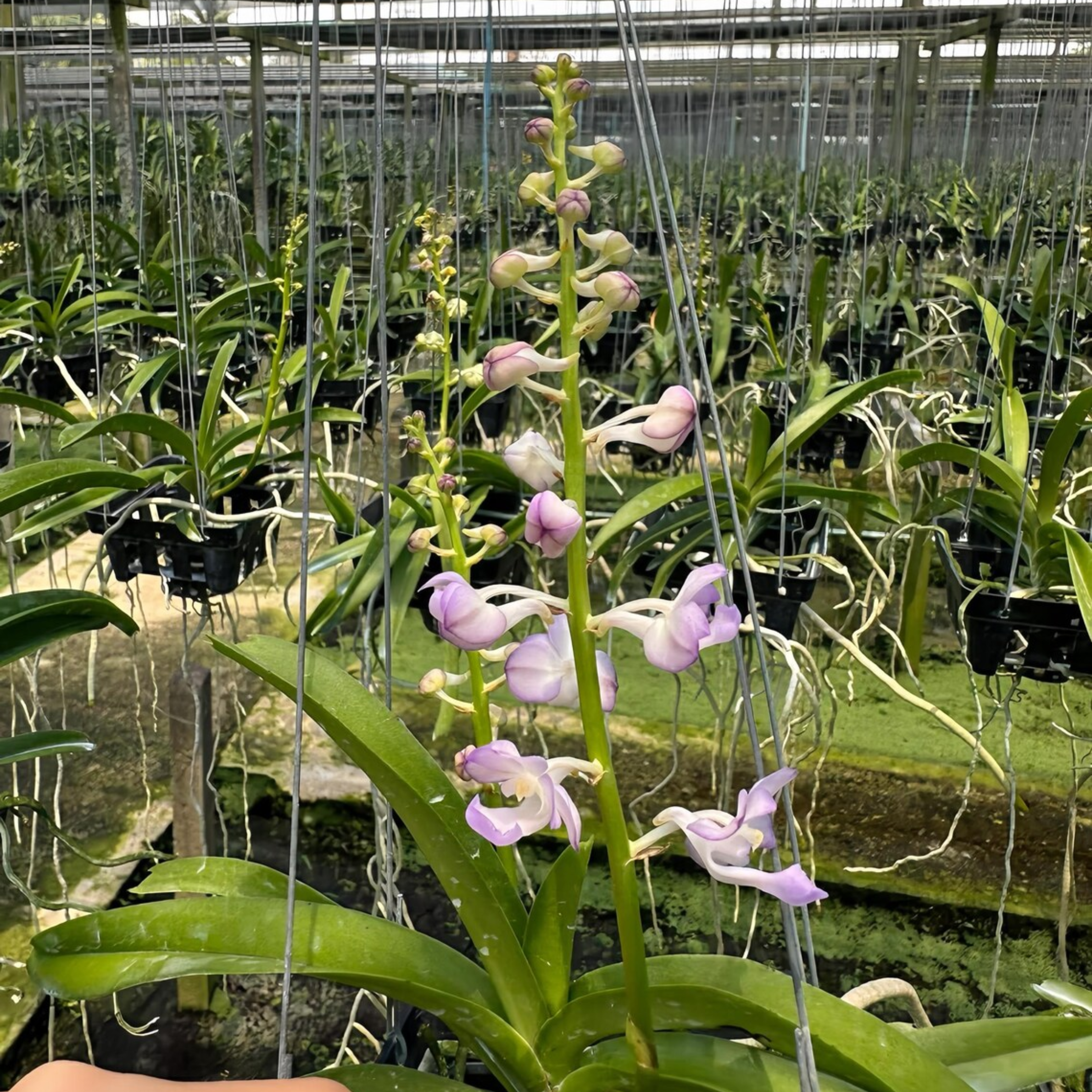 Lavender Green Orchid Hybrid, Unique Color Blend, Fragrant Tropical Plant