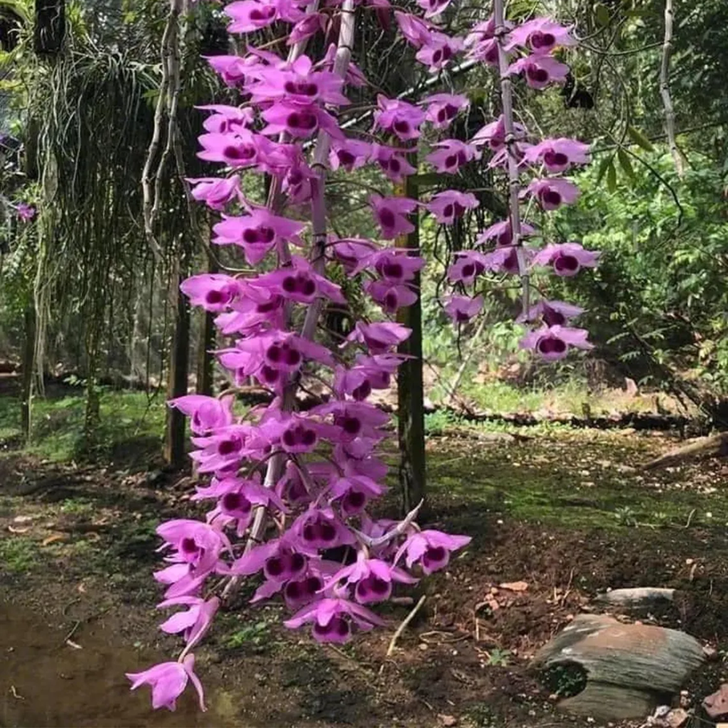 Dendrobium Nestor Orchid, Limited Stocks