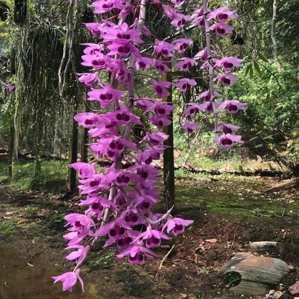 Dendrobium Nestor Orchid, Limited Stocks