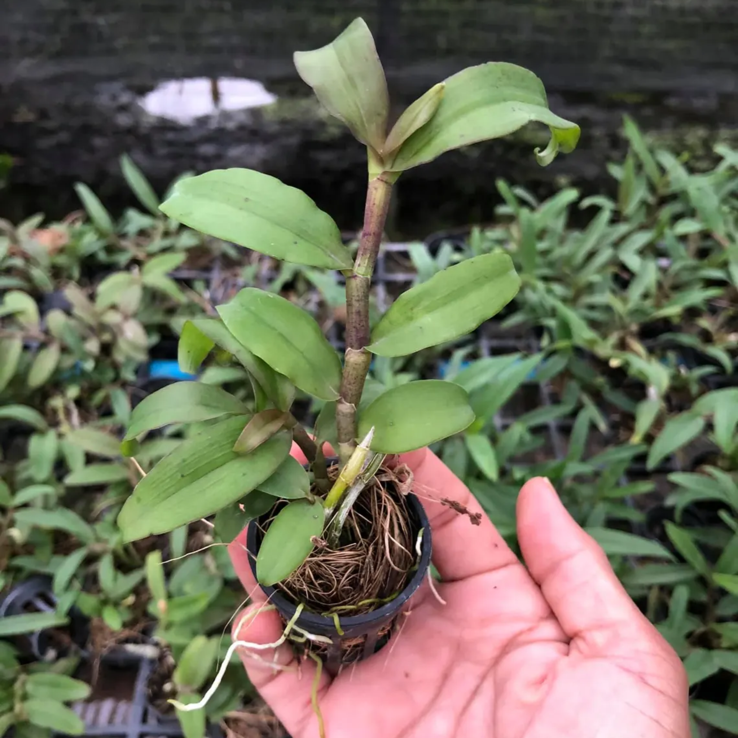 Dendrobium Nestor Orchid, Limited Stocks