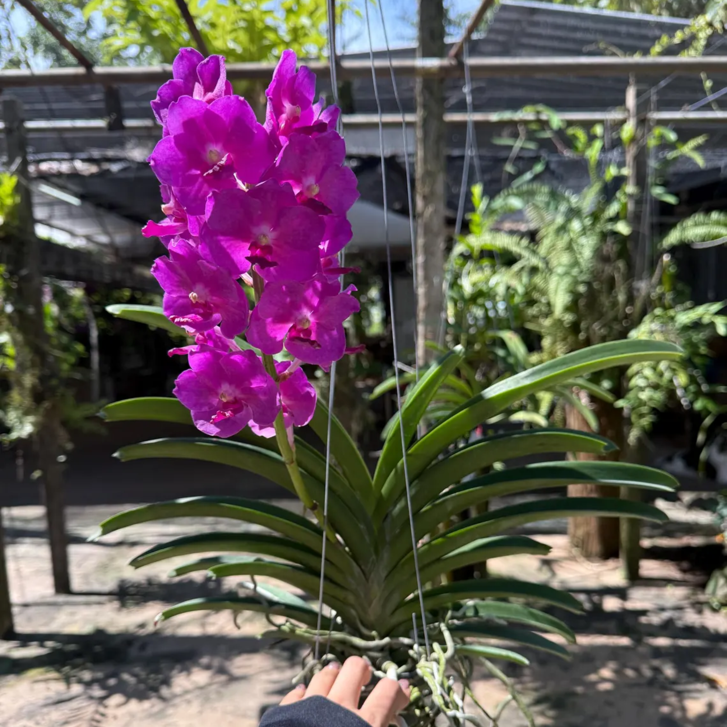 Bright Pink Vanda Orchid – Rare Hybrid (Pine River × Ratchaburi Blue)