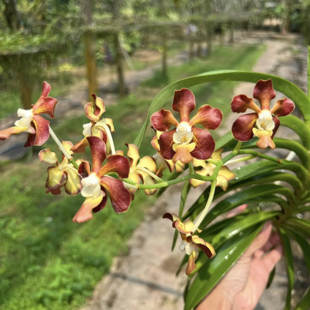 Vanda Orchid "Seedling", Surprise