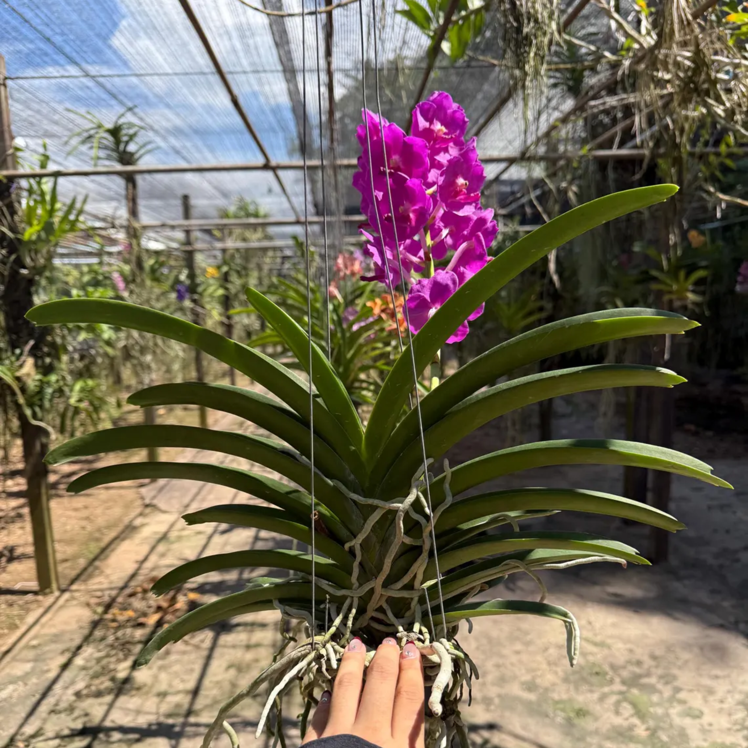 Bright Pink Vanda Orchid – Rare Hybrid (Pine River × Ratchaburi Blue)