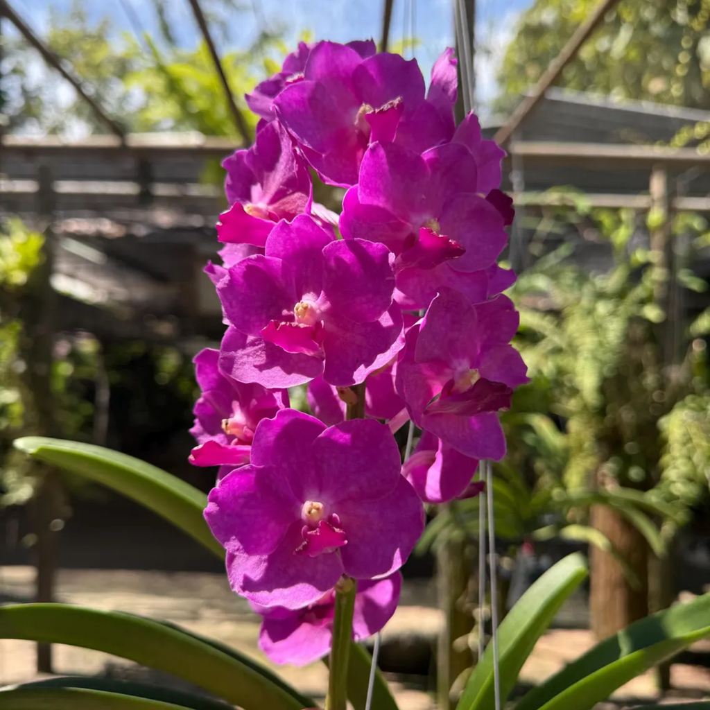 Bright Pink Vanda Orchid – Rare Hybrid (Pine River × Ratchaburi Blue)
