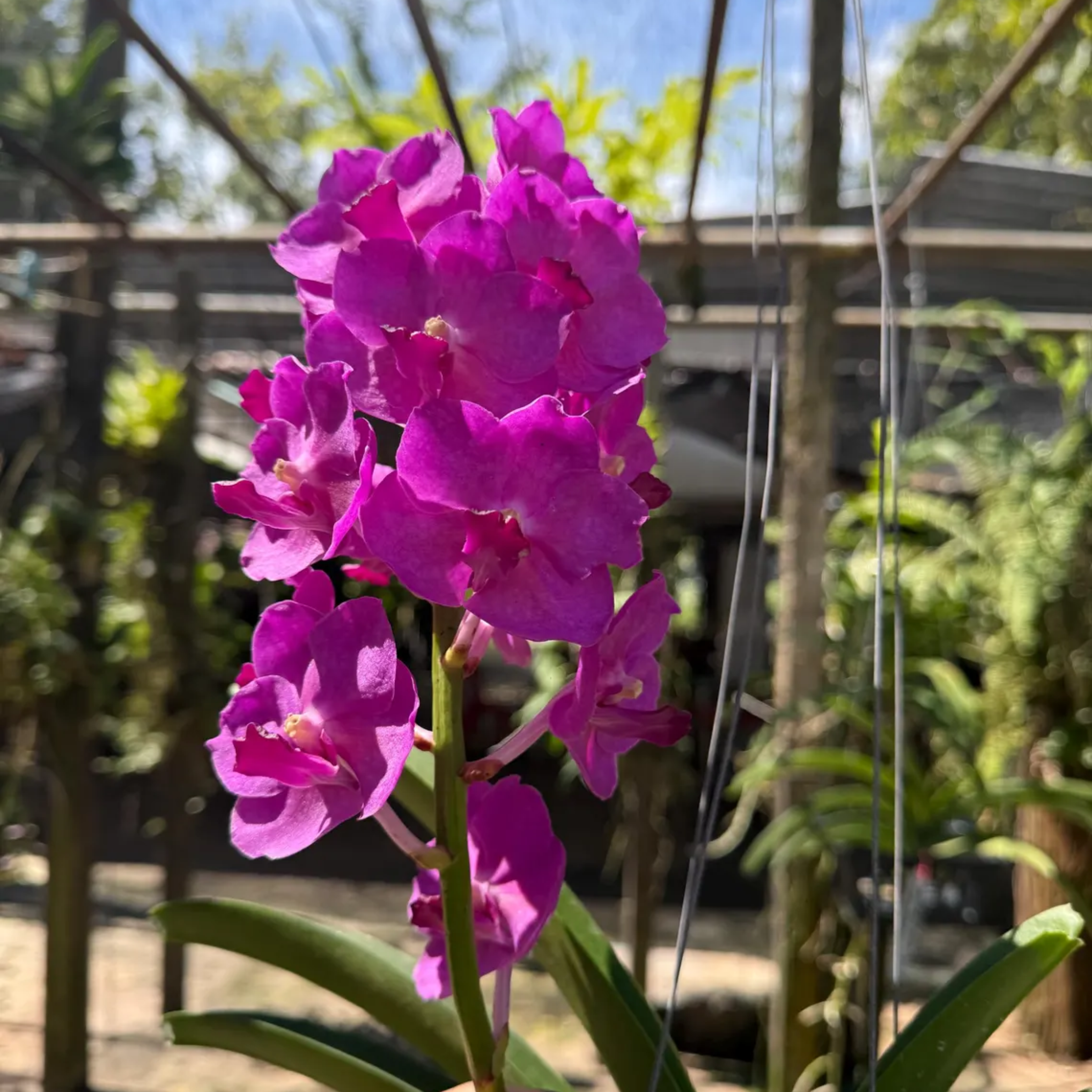 Bright Pink Vanda Orchid – Rare Hybrid (Pine River × Ratchaburi Blue)