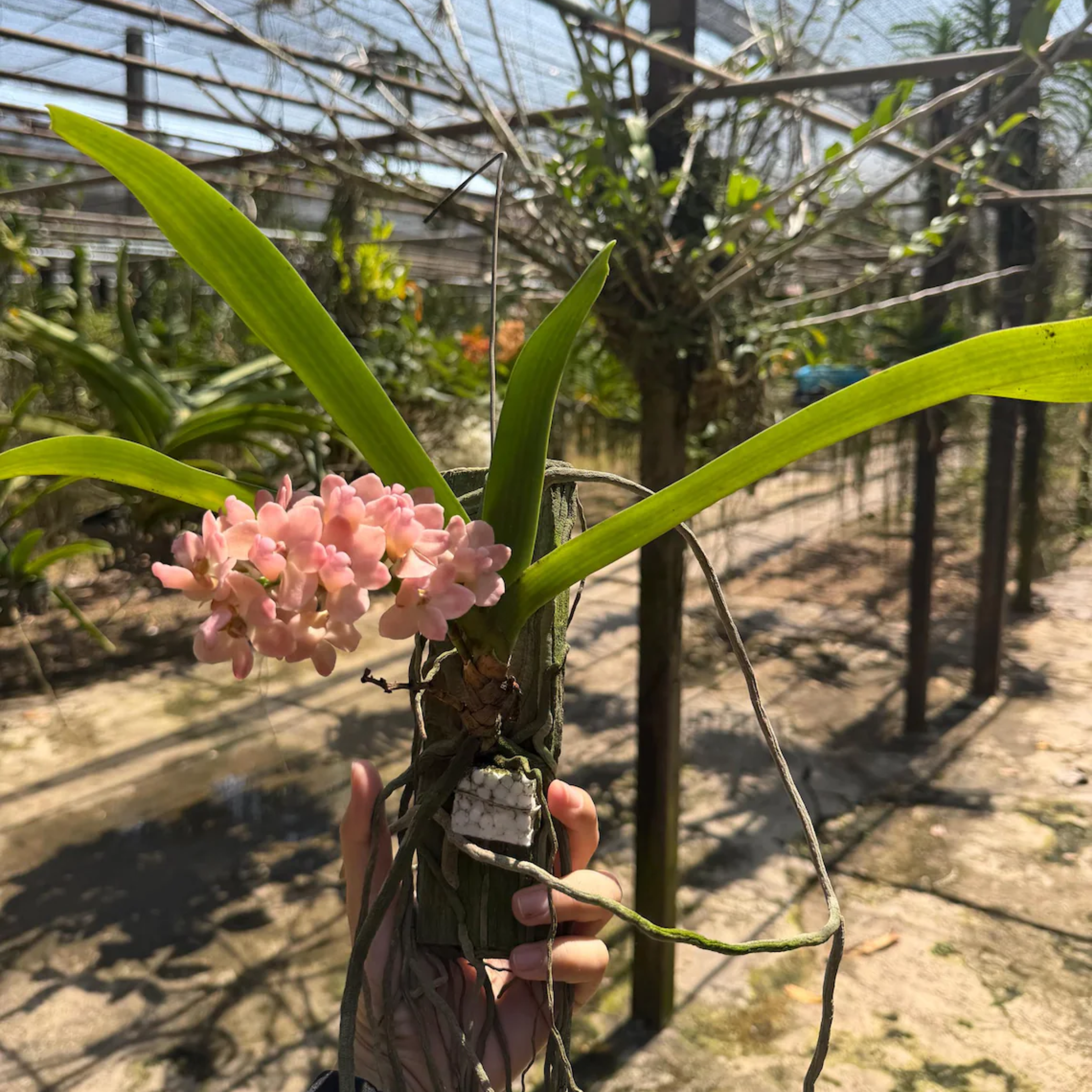 Rhynchostylis Orchid Fragrant Winter Bloom, Rare Tropical Hybrid Live Plant