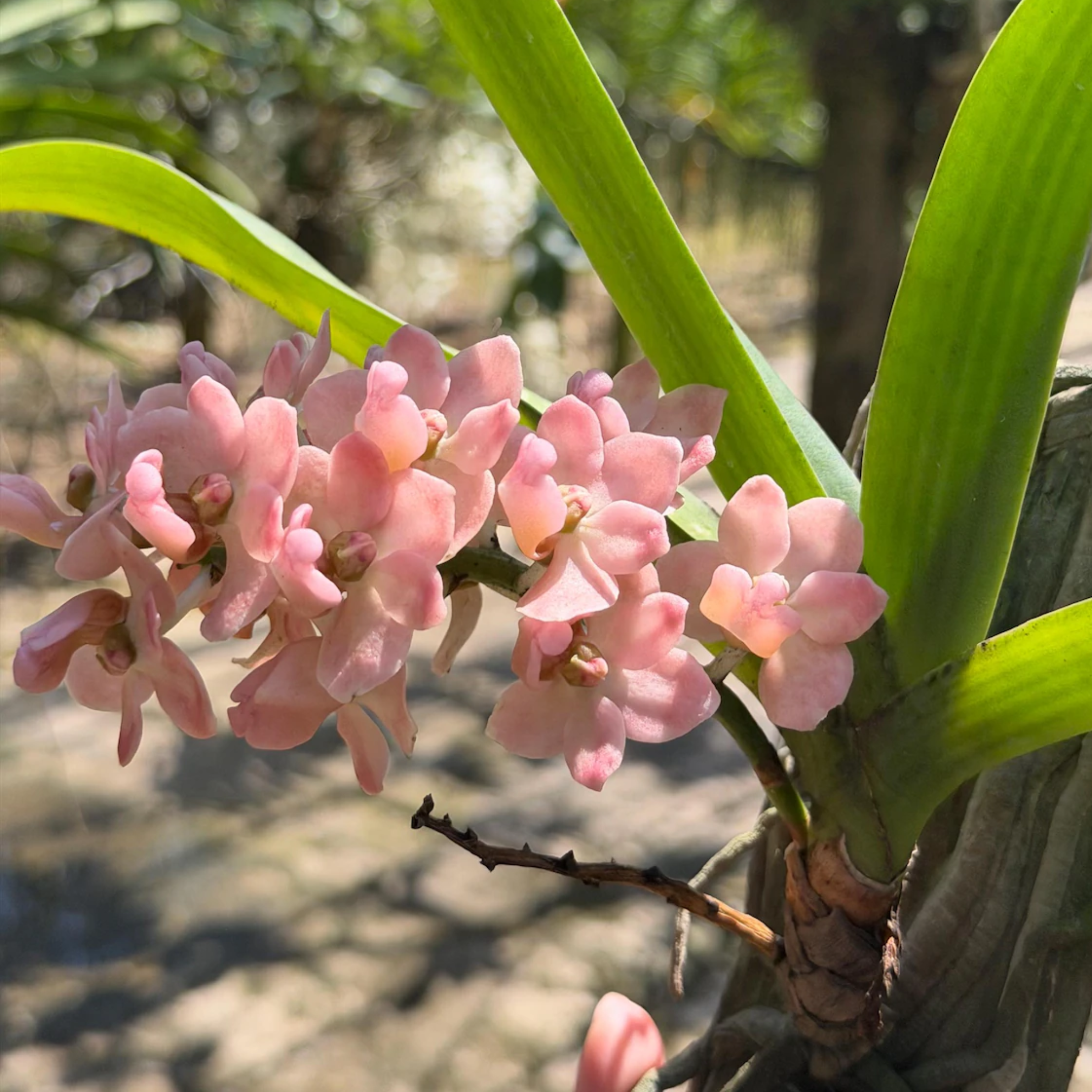 Rhynchostylis Orchid Fragrant Winter Bloom, Rare Tropical Hybrid Live Plant