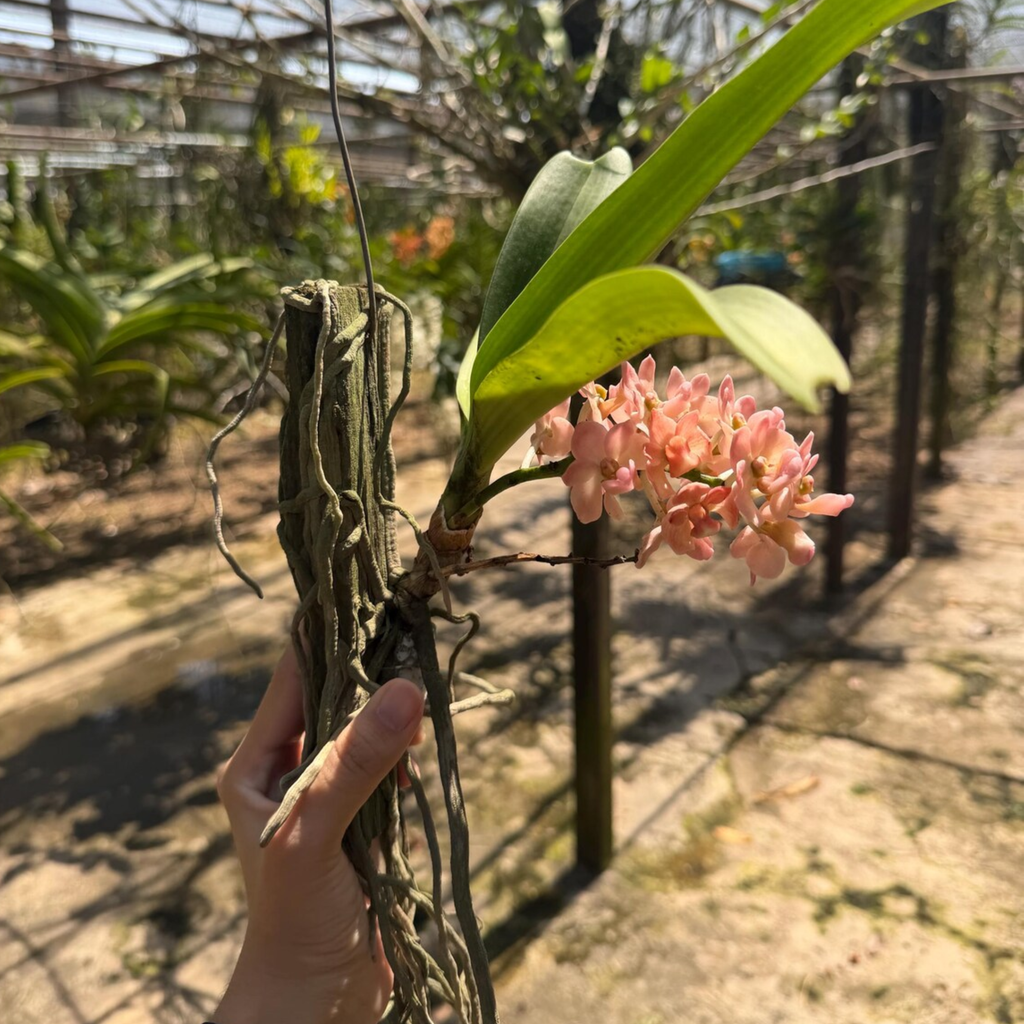 Rhynchostylis Orchid Fragrant Winter Bloom, Rare Tropical Hybrid Live Plant