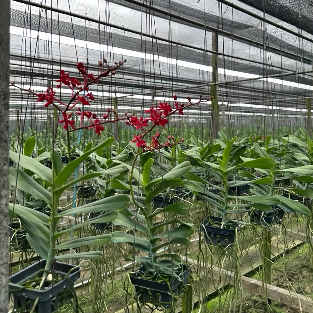 Red Philippine Dendrobium