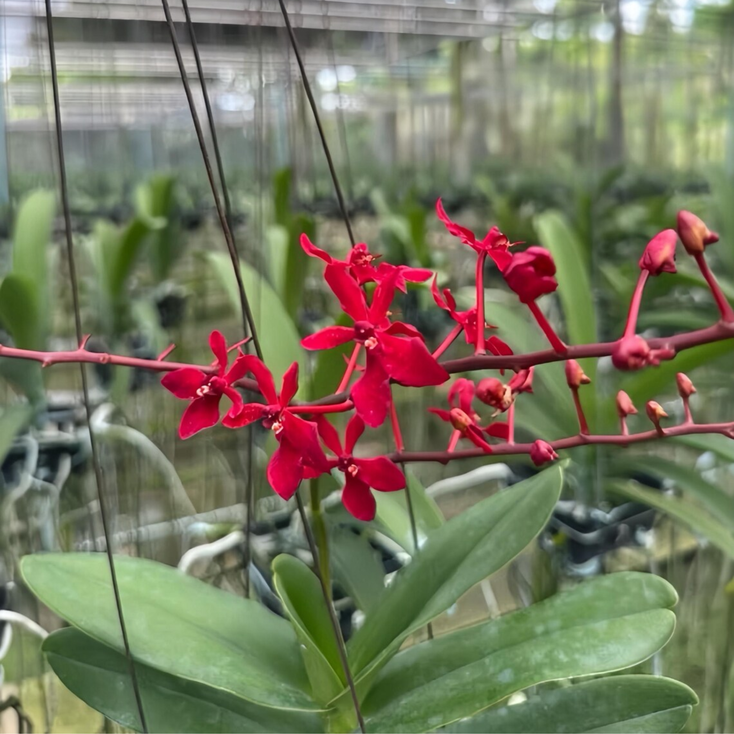 Red Philippine Dendrobium