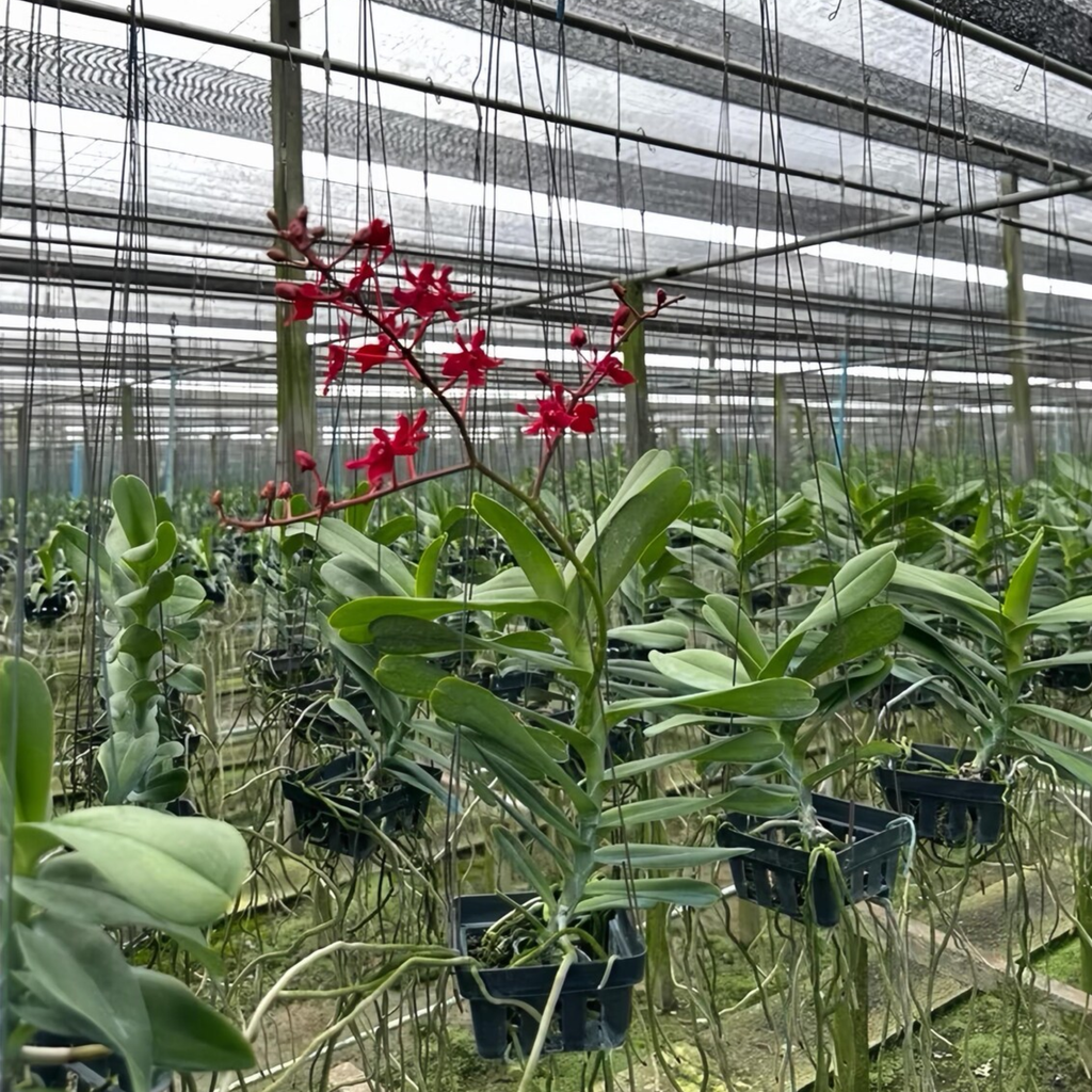 Red Philippine Dendrobium