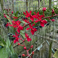 Red Philippine Dendrobium
