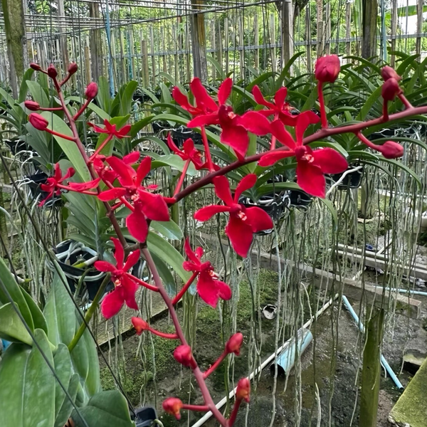 Red Philippine Dendrobium