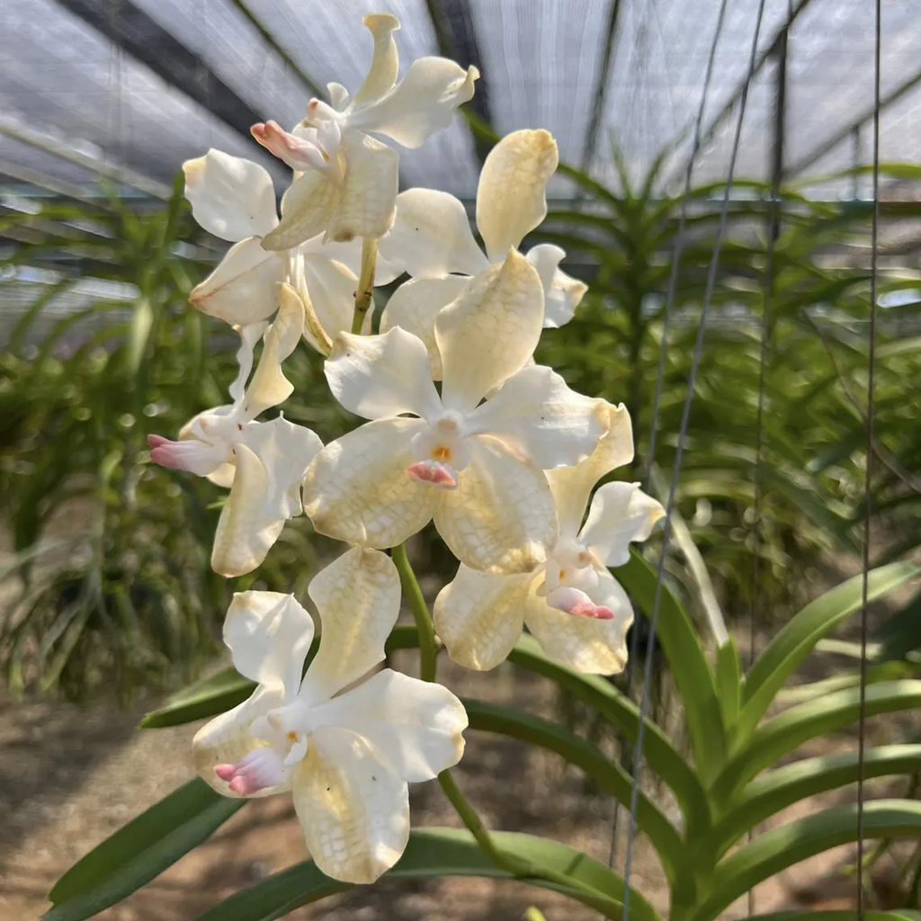 Vanda Orchid "Seedling", Surprise