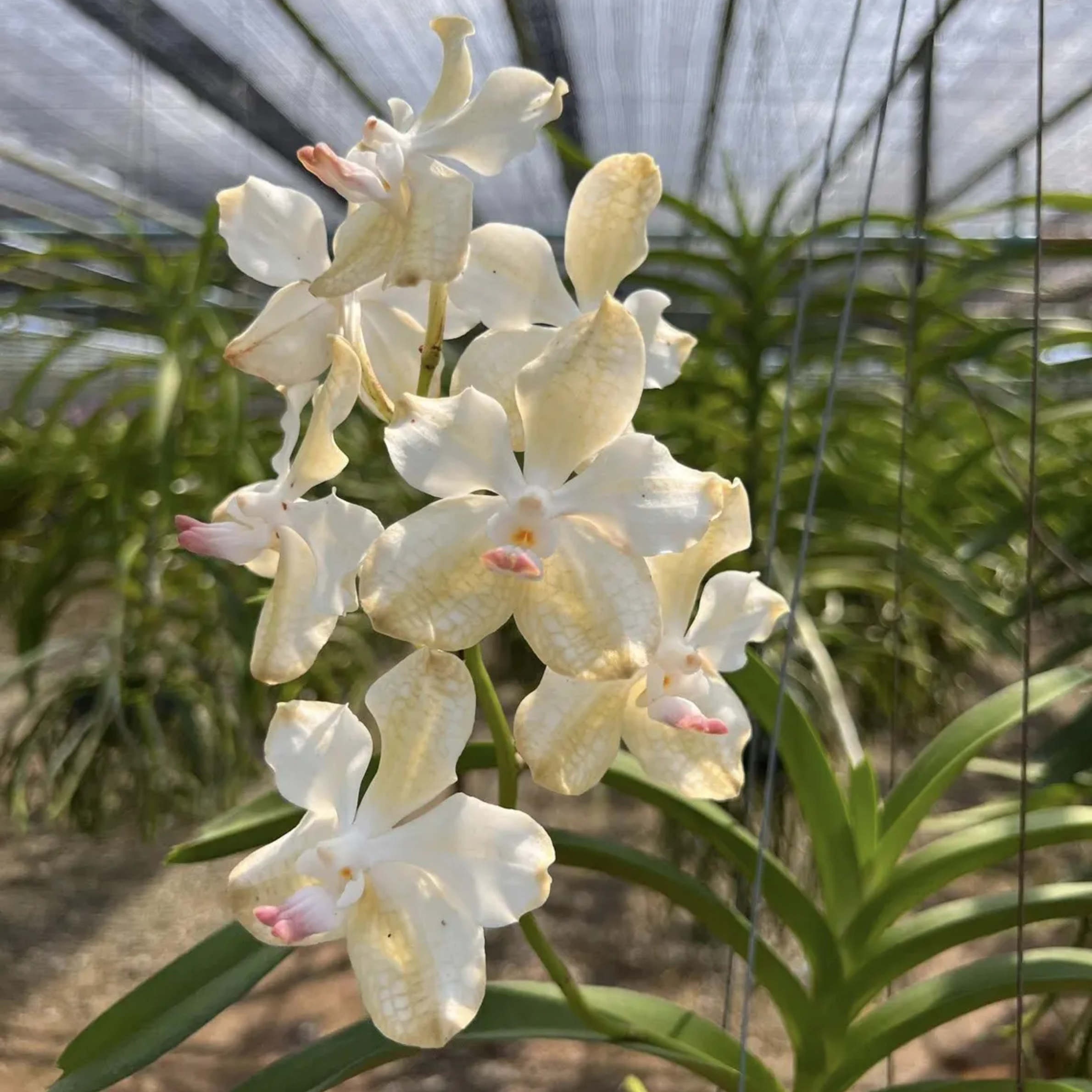 Vanda Orchid "Seedling", Surprise