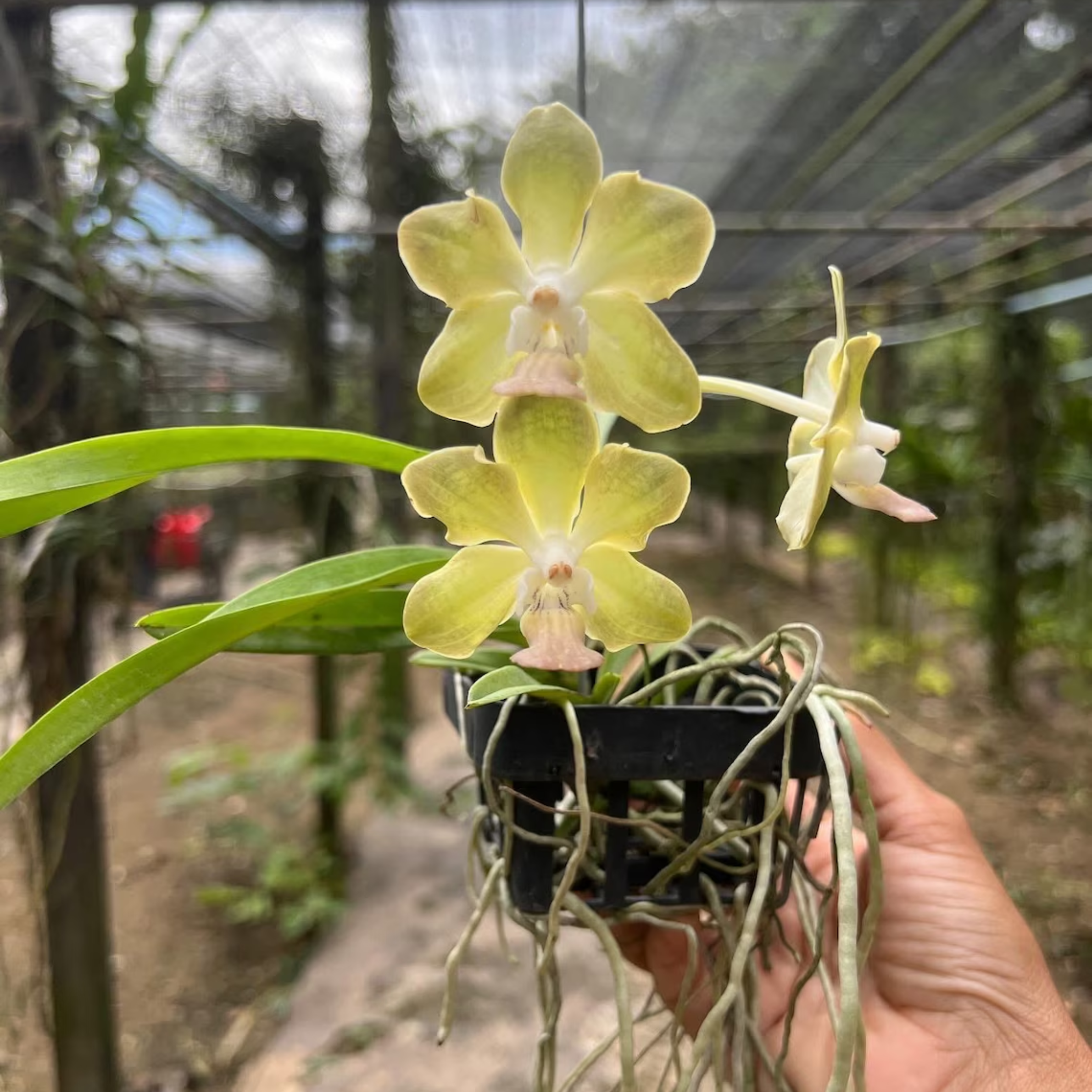 Fragrant Floral Accent “Paksorn Fragrance × (Violeta × Denisoniana)