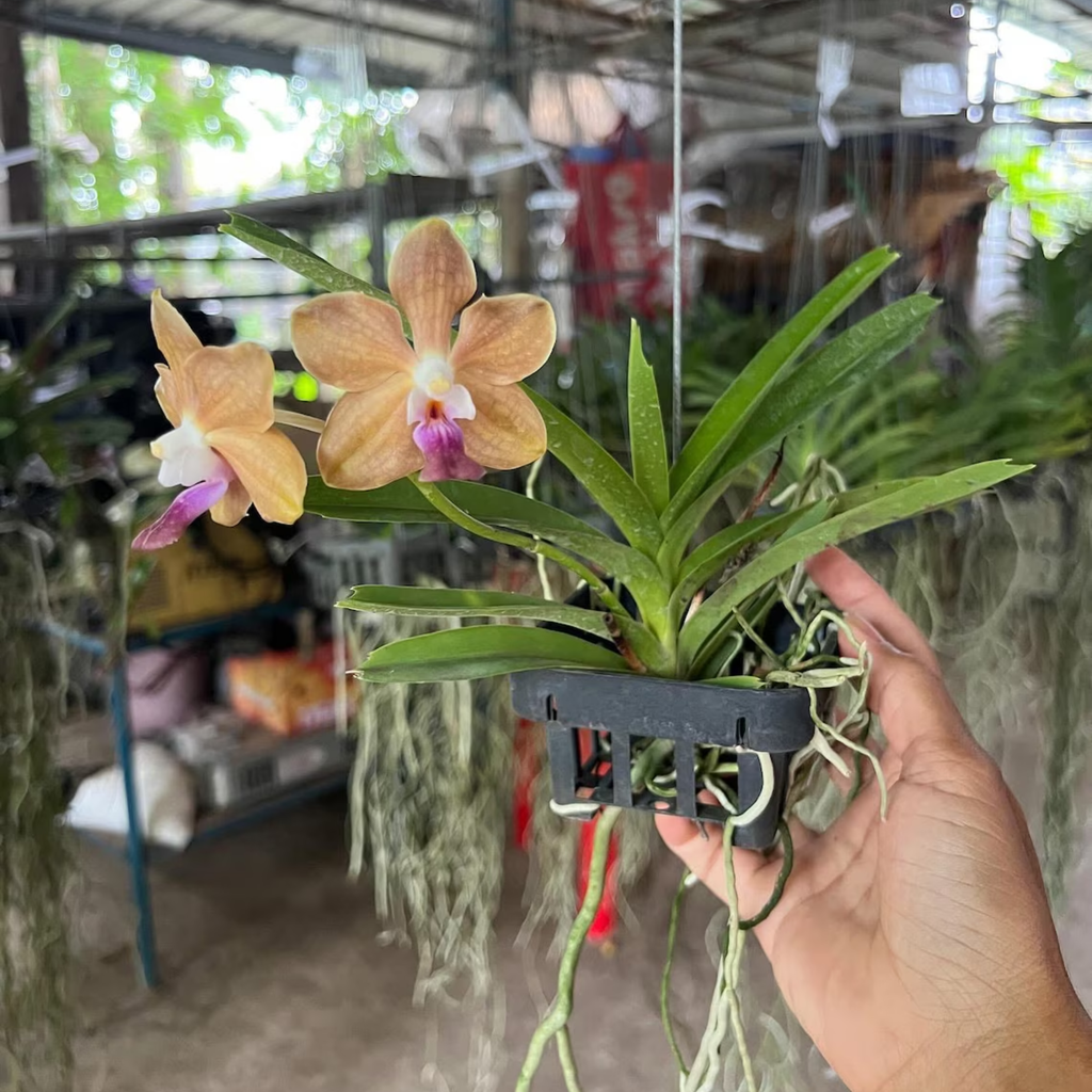 Fragrant Floral Accent “Paksorn Fragrance × (Violeta × Denisoniana)