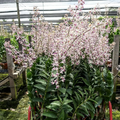 endrobium SaitharaOrchid Hybrid, Limited Collector’s Pick