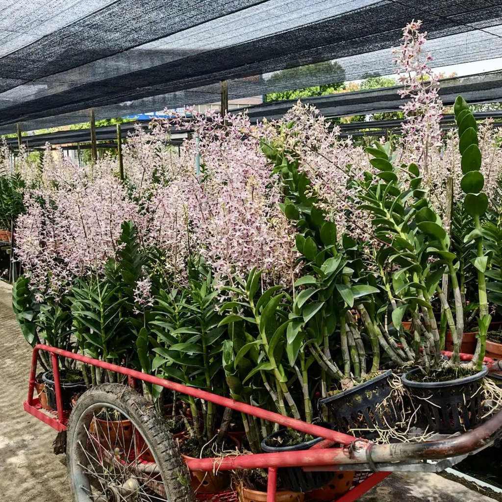 endrobium SaitharaOrchid Hybrid, Limited Collector’s Pick