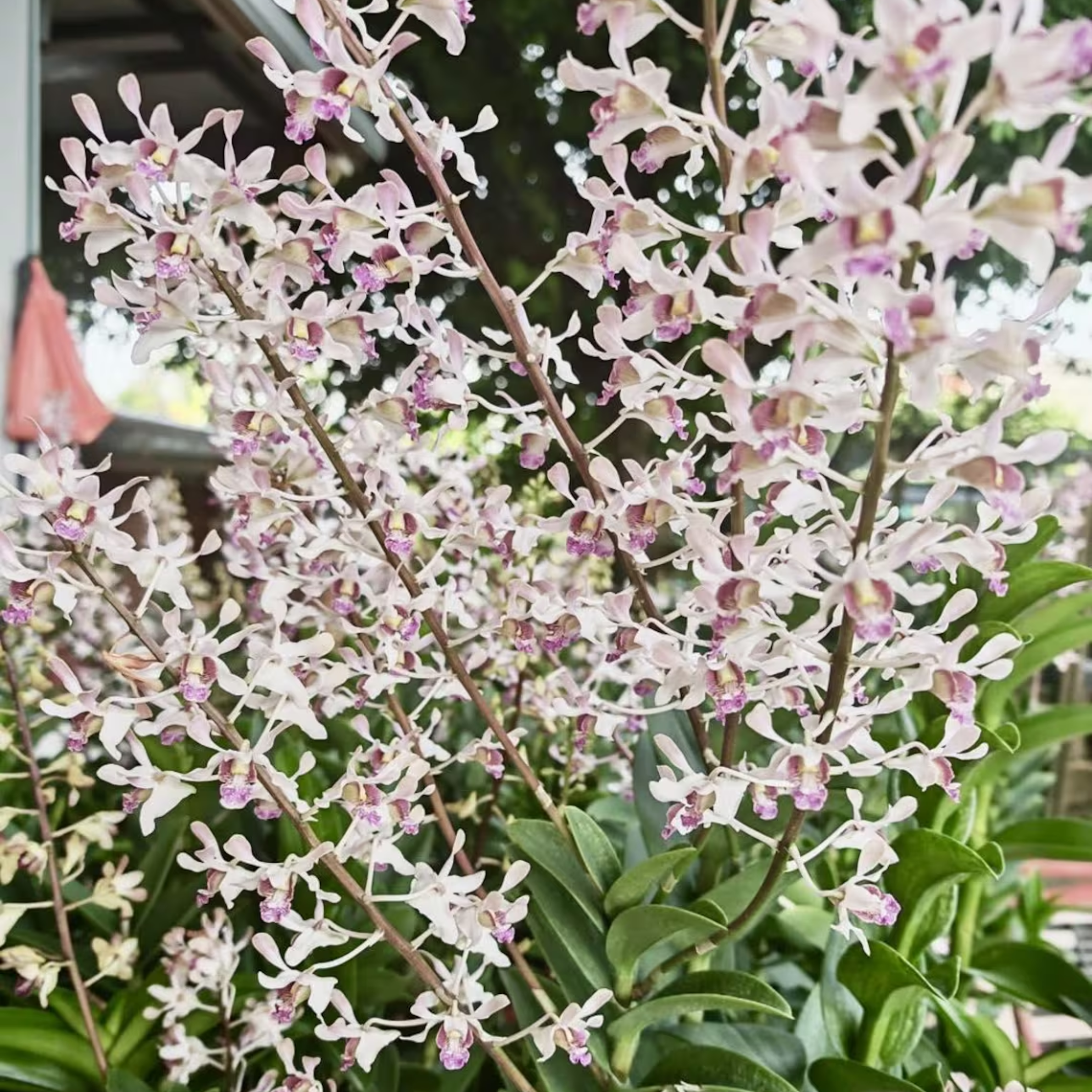 endrobium SaitharaOrchid Hybrid, Limited Collector’s Pick