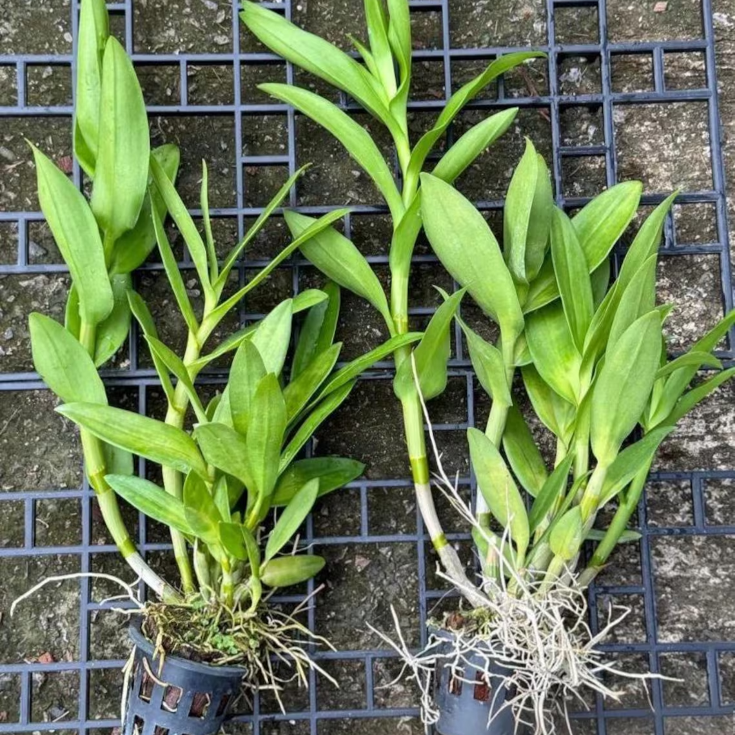 endrobium SaitharaOrchid Hybrid, Limited Collector’s Pick