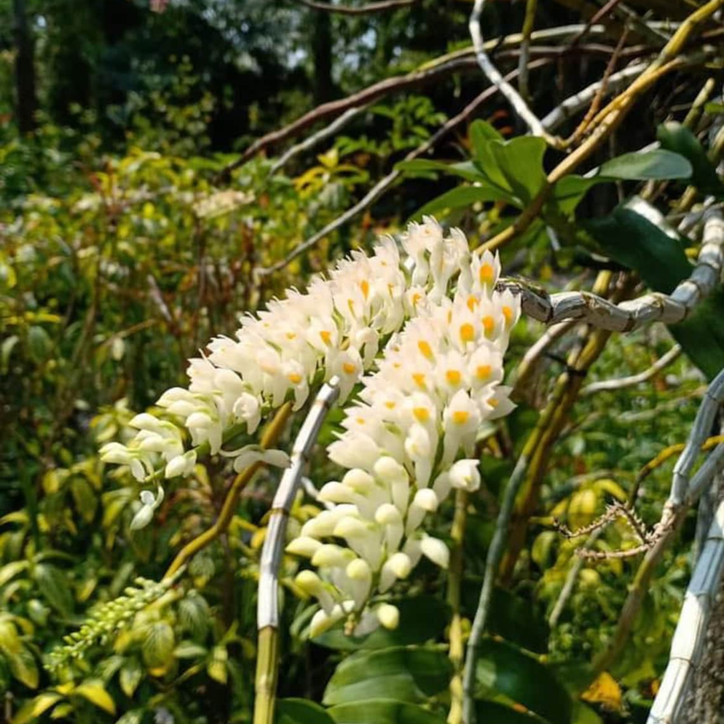 Dendrobium secundum var. album Seedling – White Toothbrush Orchid