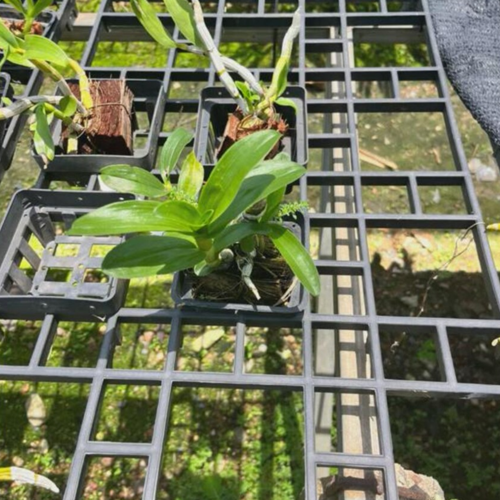 Dendrobium secundum var. album Seedling – White Toothbrush Orchid