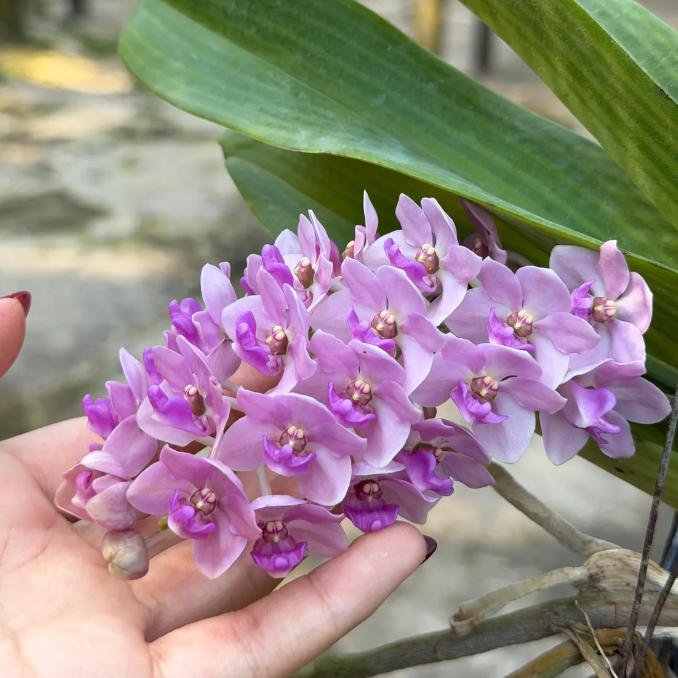 Sweet Pink Rhynchostylis Orchid – Fragrant Exotic Botanical Beauty