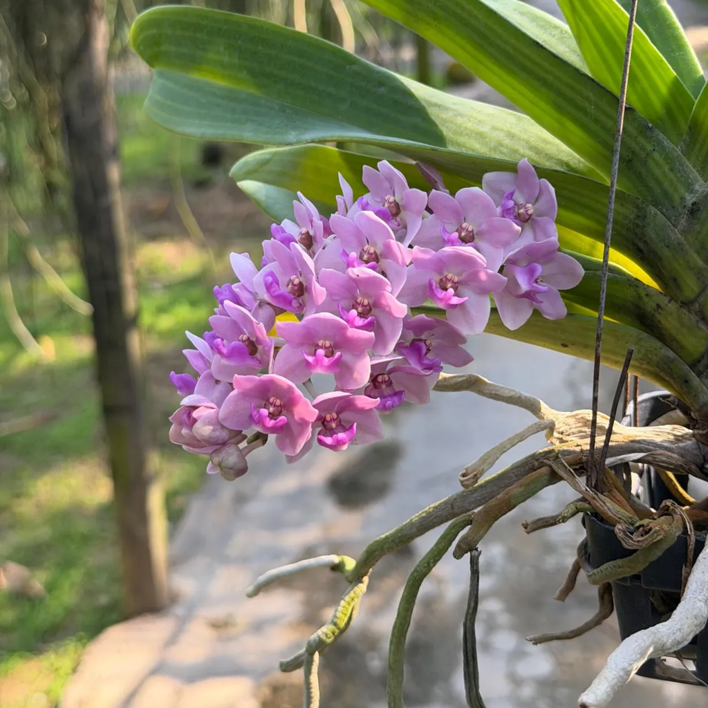 Sweet Pink Rhynchostylis Orchid – Fragrant Exotic Botanical Beauty