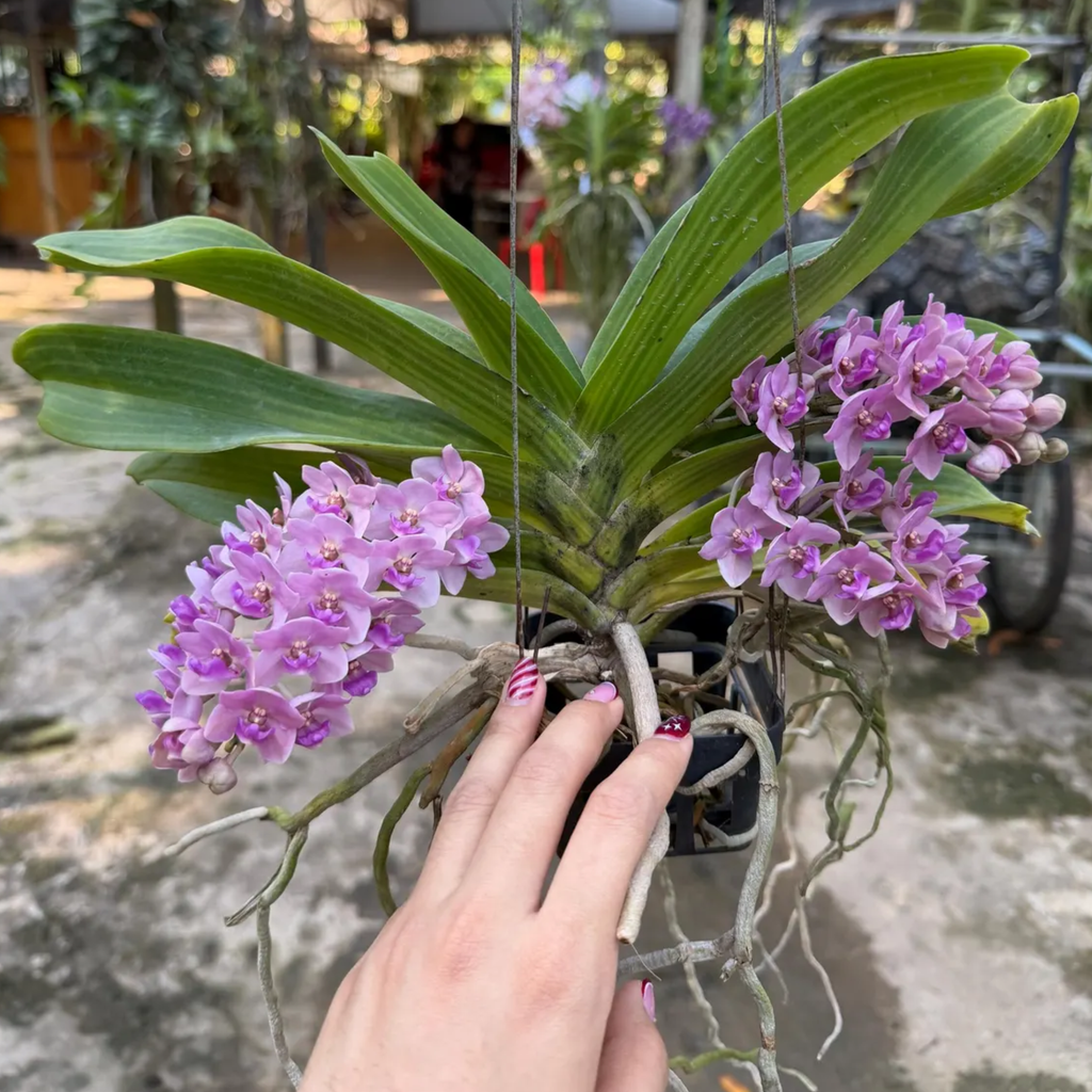 Sweet Pink Rhynchostylis Orchid – Fragrant Exotic Botanical Beauty
