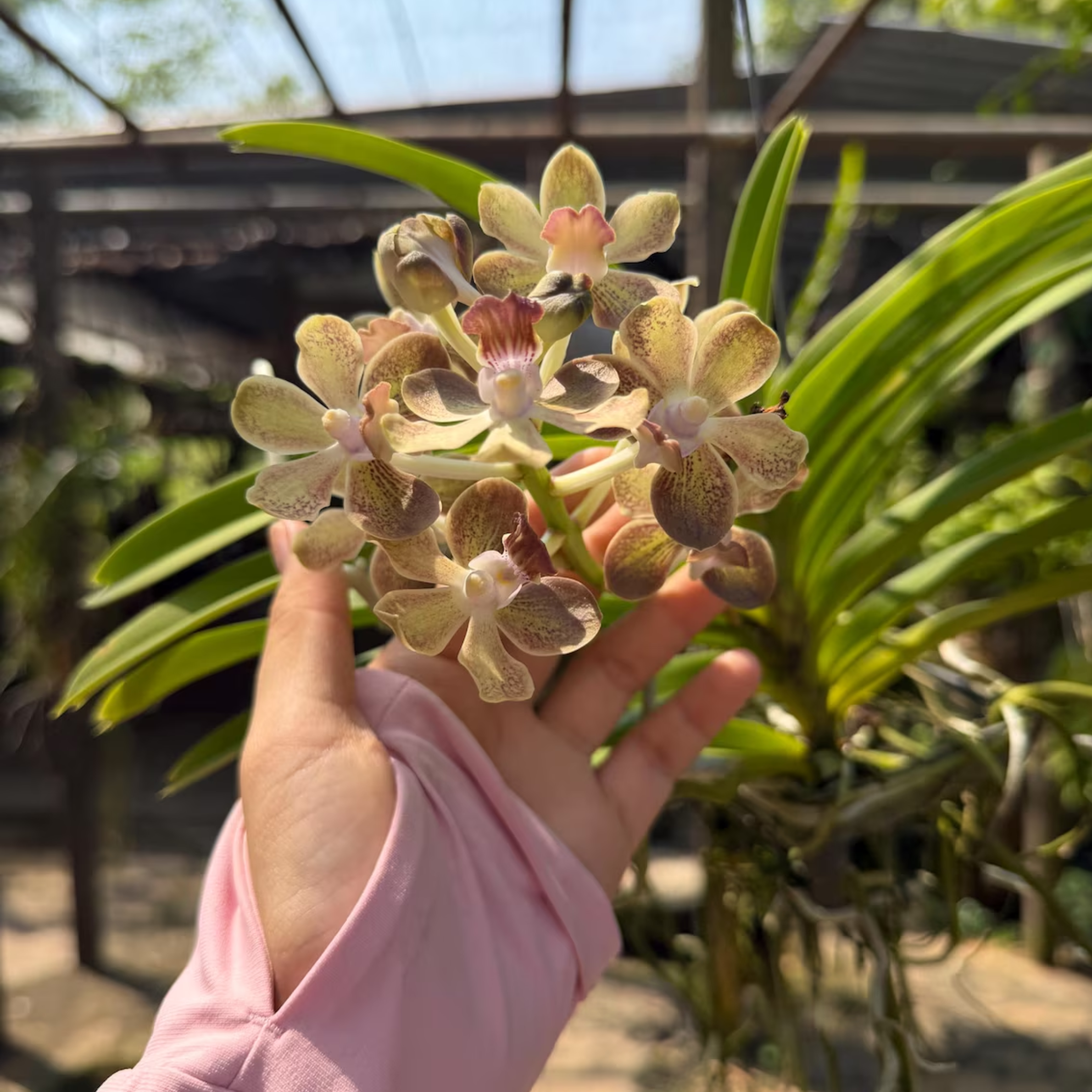 Vanilla Olive Glow vanda Orchid Fragrant Winter Bloom