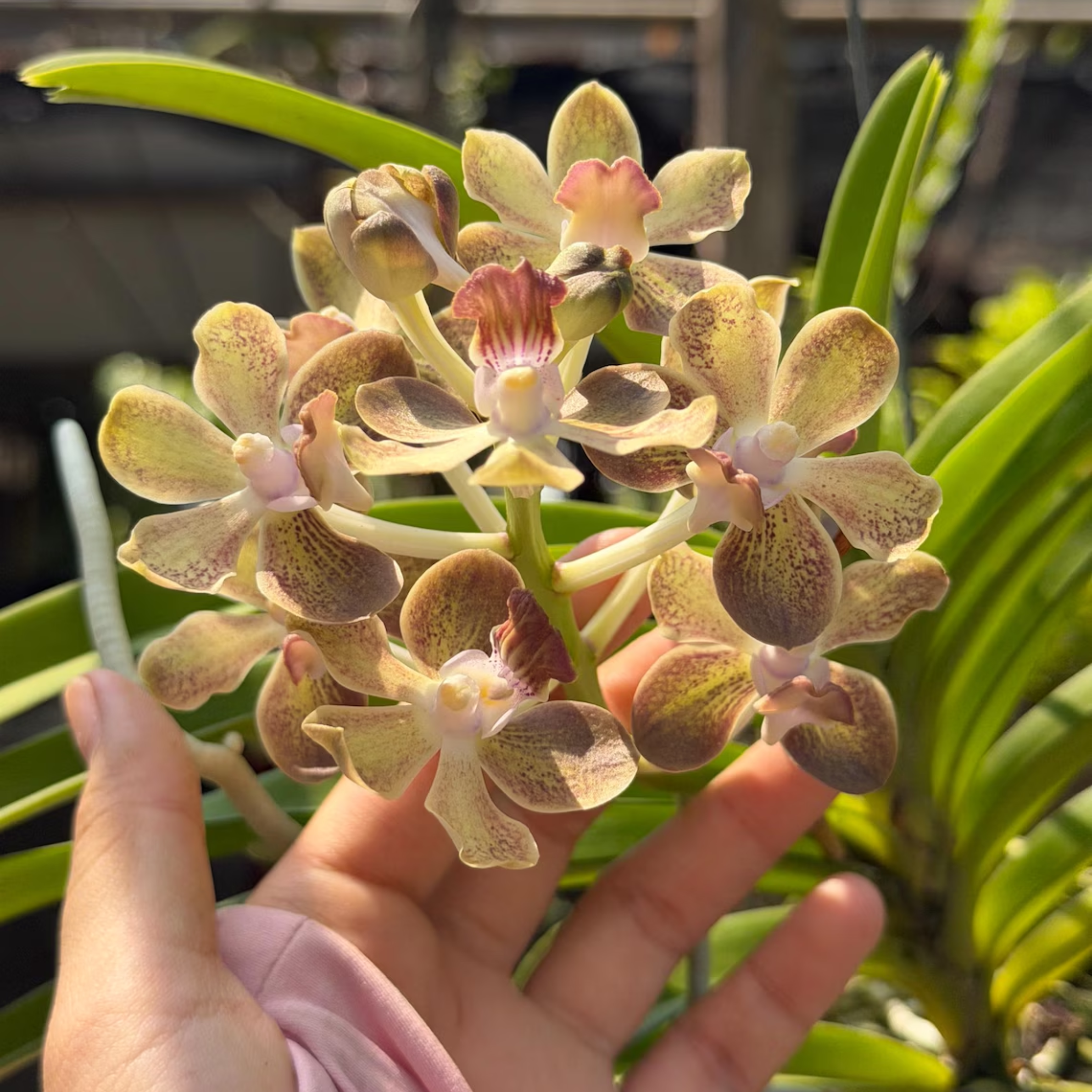 Vanilla Olive Glow vanda Orchid Fragrant Winter Bloom