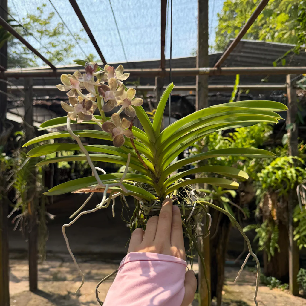 Vanilla Olive Glow vanda Orchid Fragrant Winter Bloom