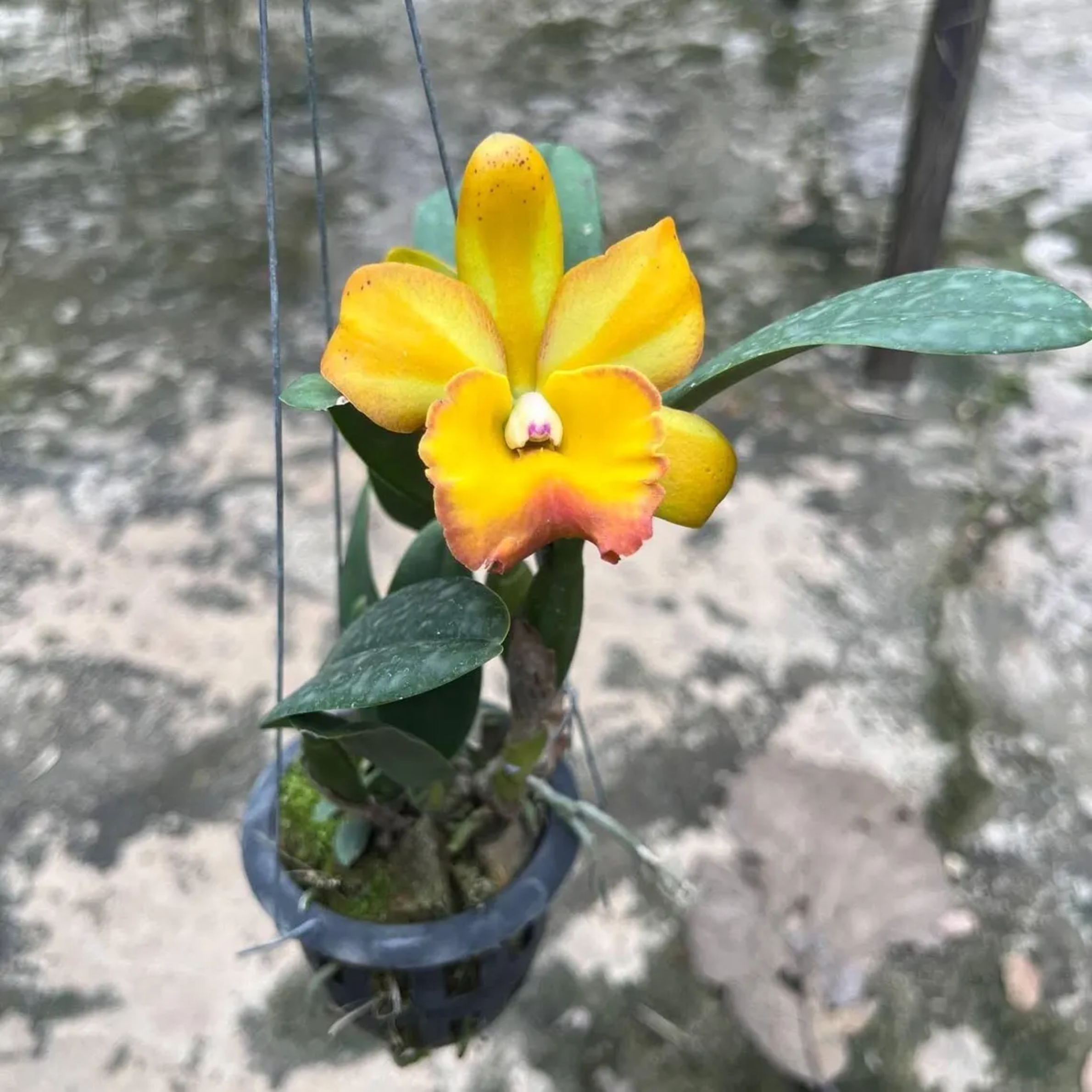 Cattleya Orchid – Multi-Color Collection, Limited Stocks