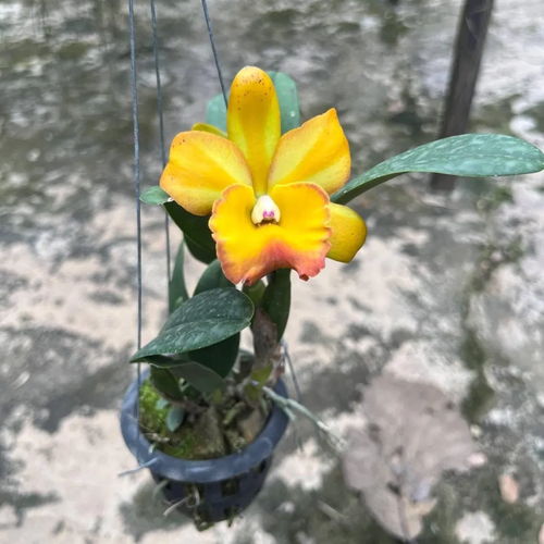 Cattleya Orchid – Multi-Color Collection, Limited Stocks