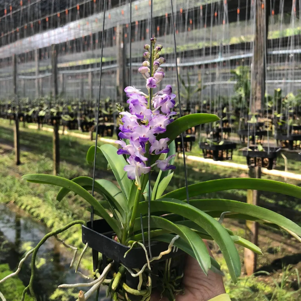 Orchid Vanda Coelestis Blue/Purple