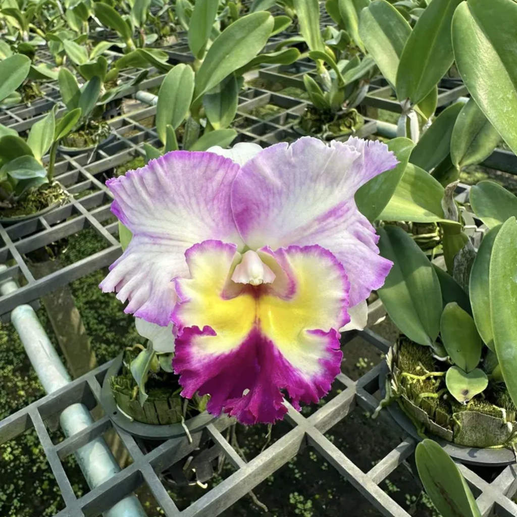 Mini Cattleya Seedlings
