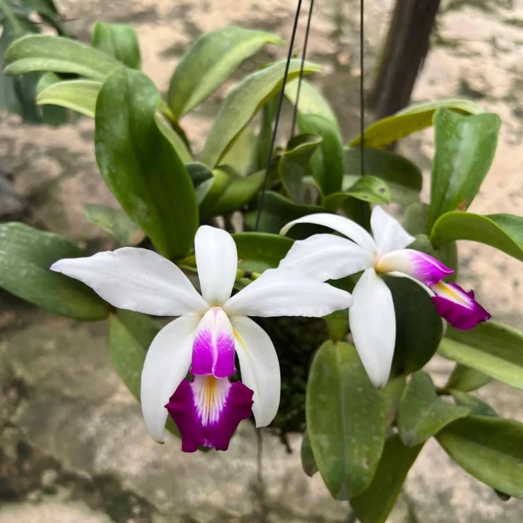 Cattleya Orchid – Multi-Color Collection, Limited Stocks