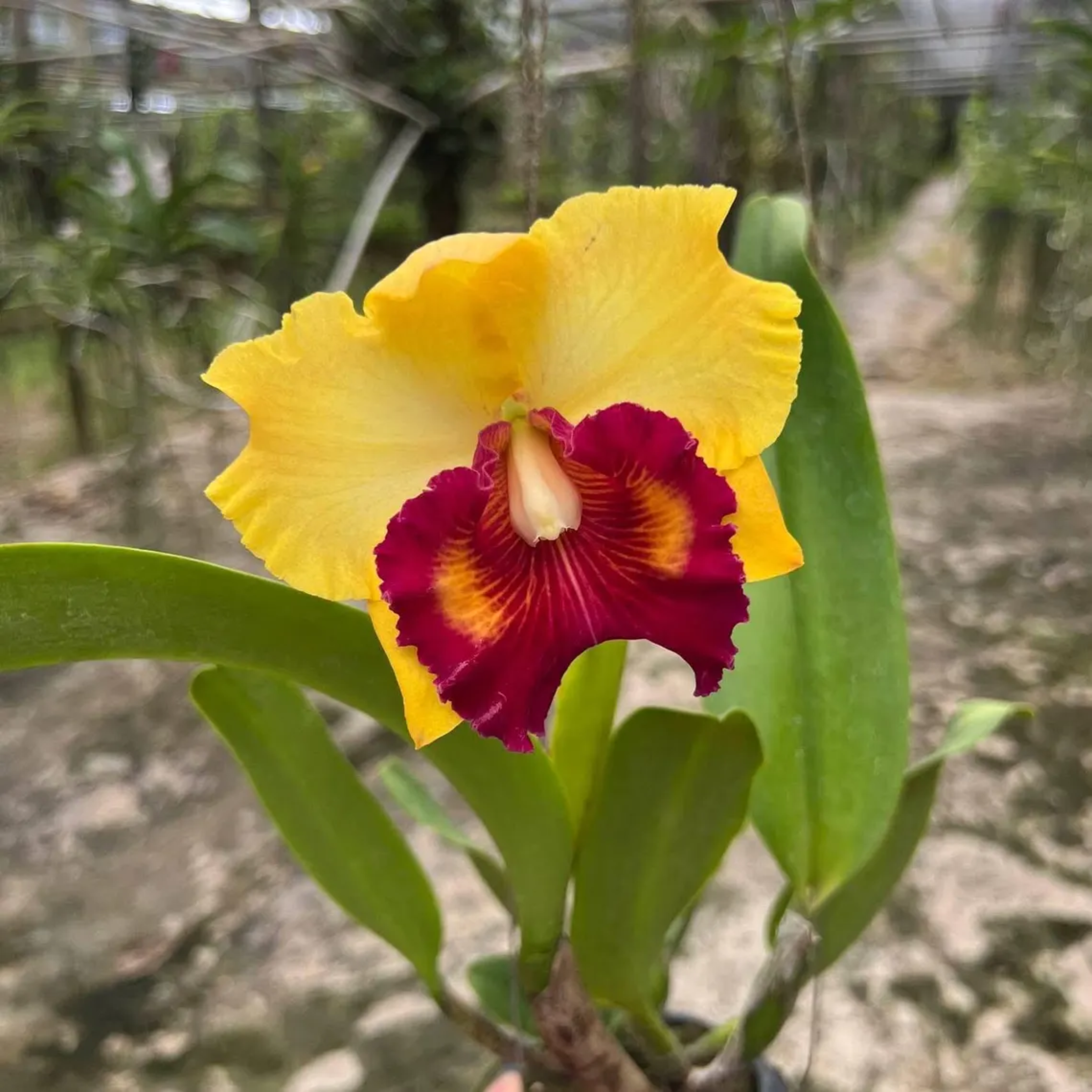 Cattleya Orchid – Multi-Color Collection, Limited Stocks