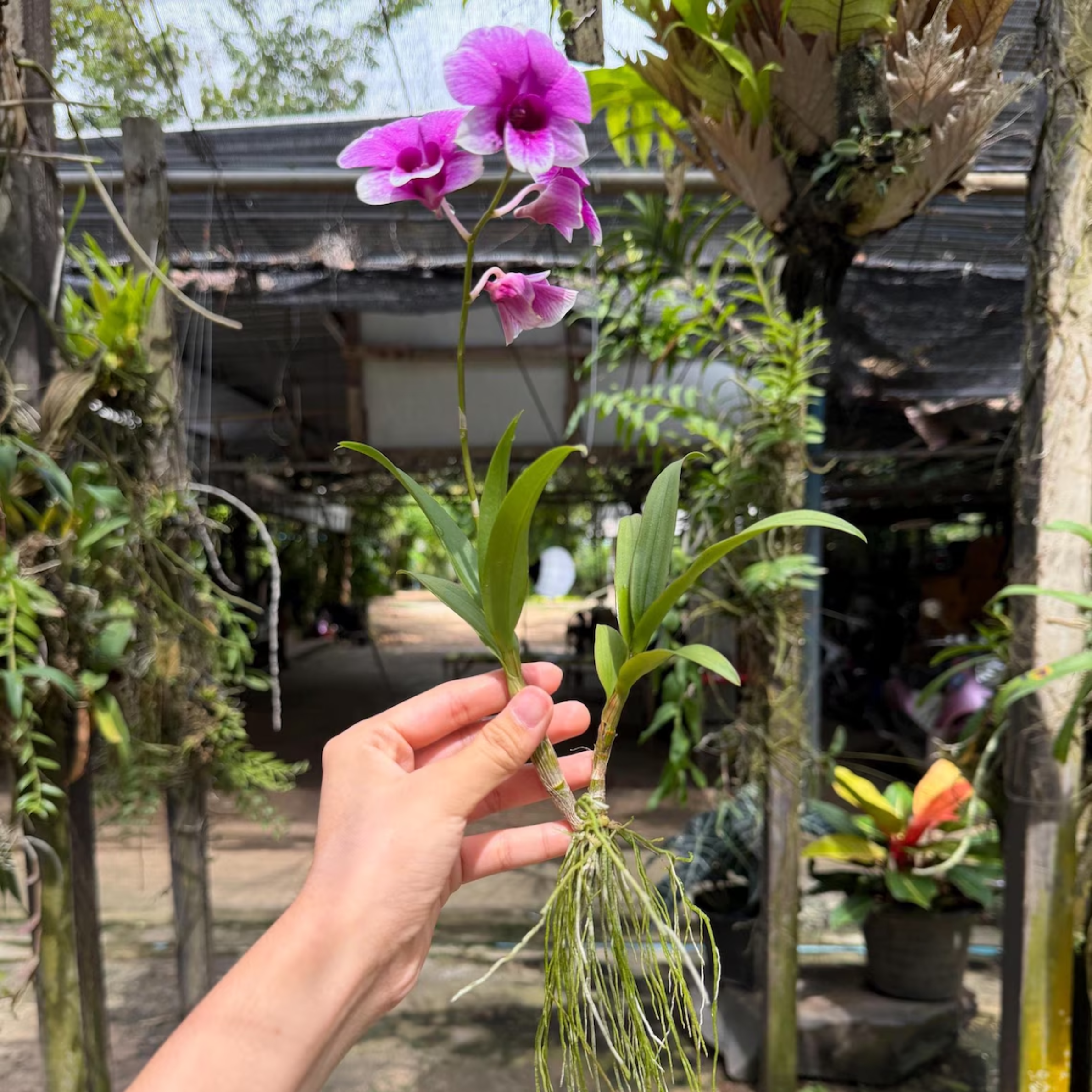Dendrobium Yaya Victoria Orchid Seedling