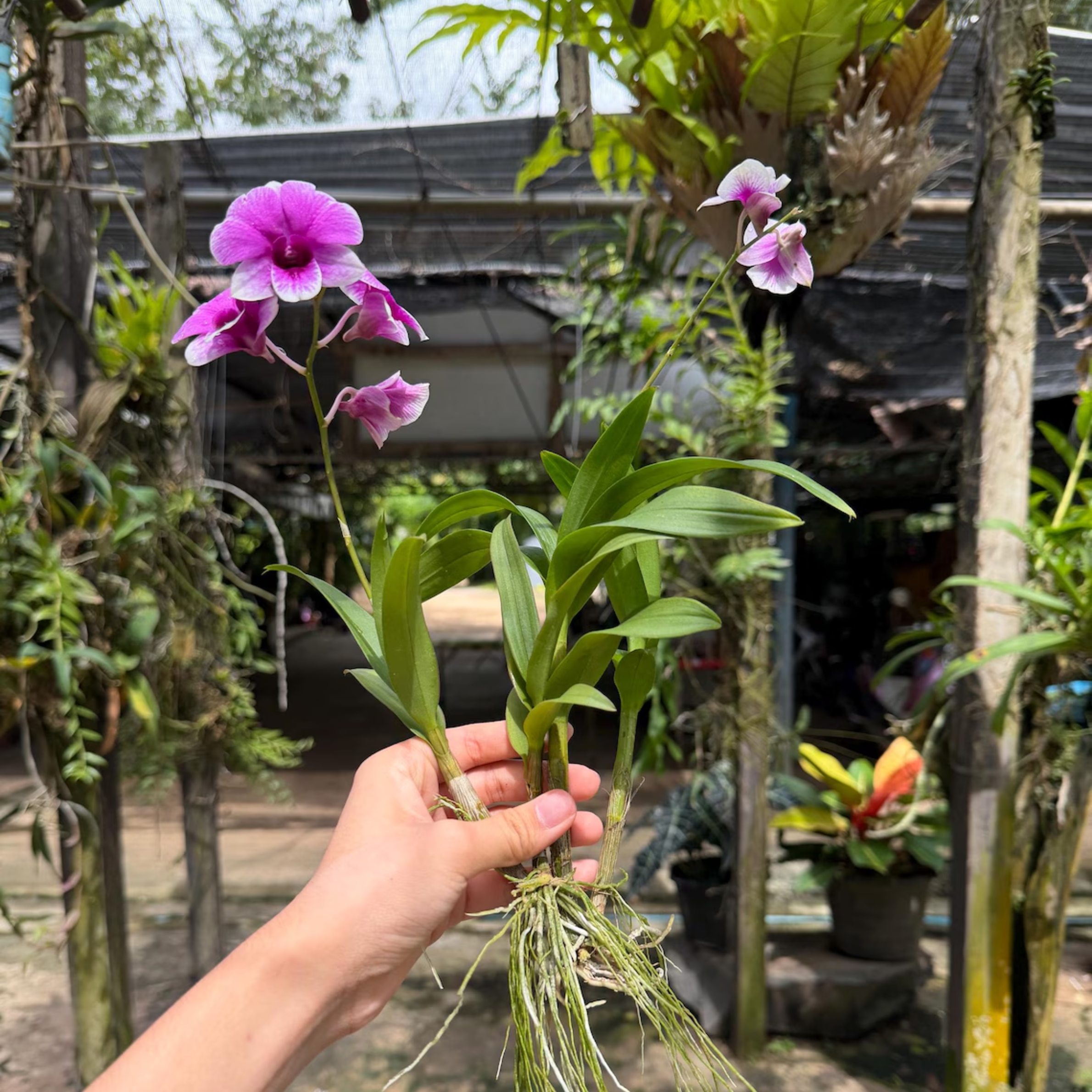 Dendrobium Yaya Victoria Orchid Seedling