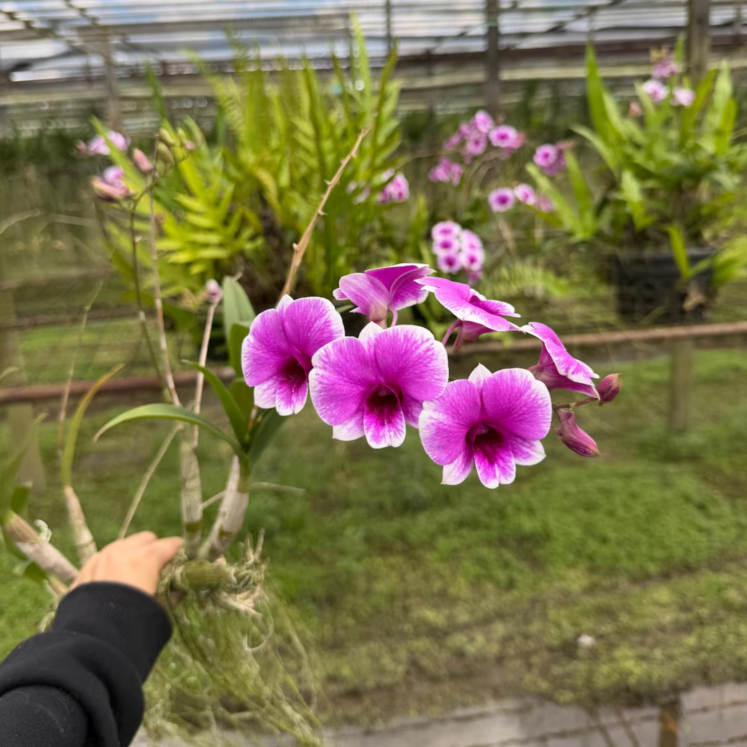 Dendrobium Yaya Victoria Orchid Seedling