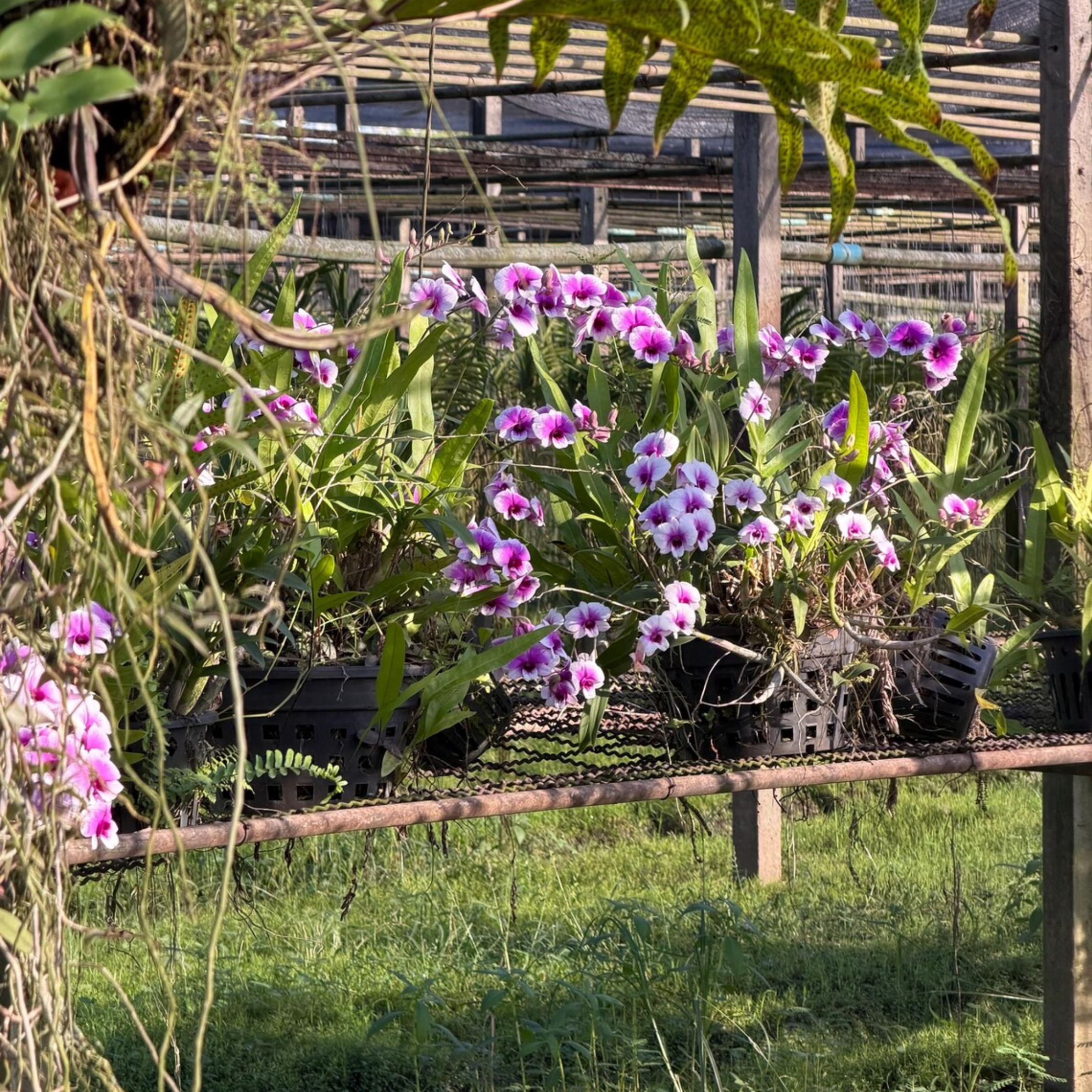 Dendrobium Yaya Victoria Orchid Seedling