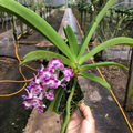 “Blue Jewel” – Rhynchostylis Gigantea ‘Egg Yolk Blue’ Orchid