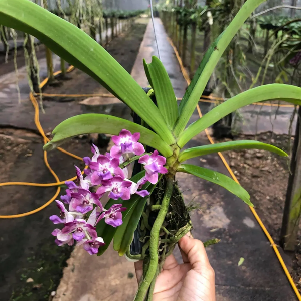 “Blue Jewel” – Rhynchostylis Gigantea ‘Egg Yolk Blue’ Orchid