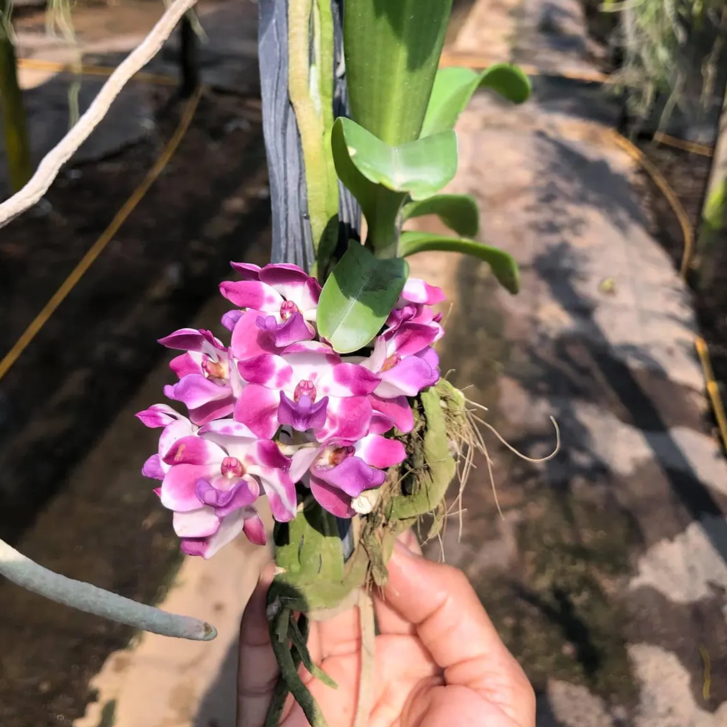 “Blue Jewel” – Rhynchostylis Gigantea ‘Egg Yolk Blue’ Orchid